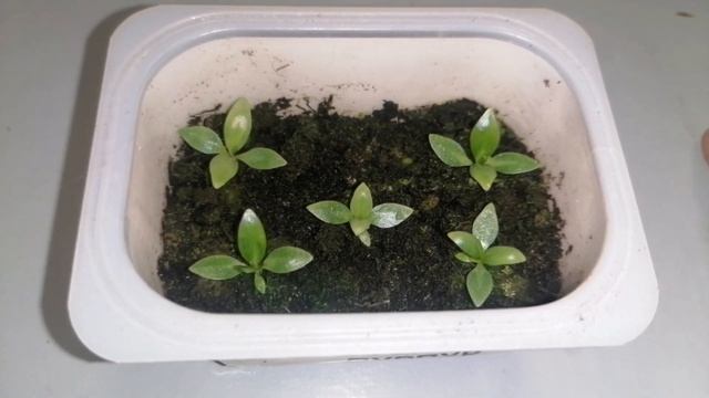 #Эустома. Невероятный результат после всего одной подкормки. смотреть онлайн