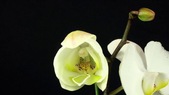Phalaenopsis Opening смотреть онлайн