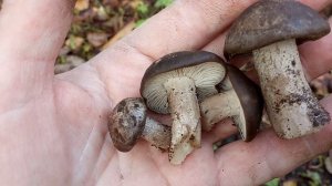 Сбор грибов рядовка скученная.