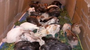 Юрловская голосистая 20 суток,сегодня   вечером переход на гранулу  3мм рост1