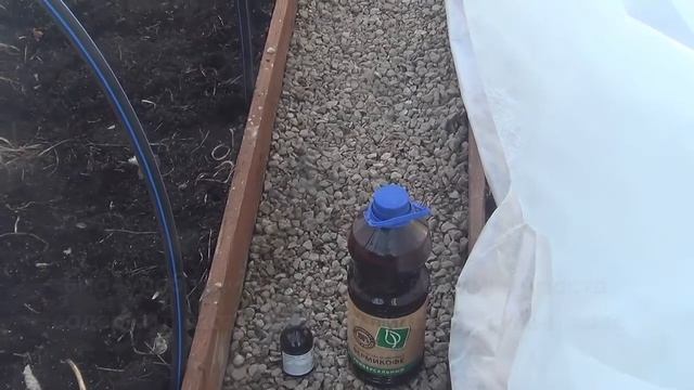 Теплица весна! Обработка от фитофторы, первые всходы в марте! смотреть онлайн