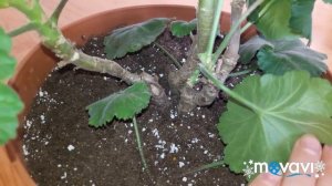 Пеларгония Gerda