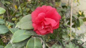 BEST POTTING MIX FOR CAMELLIA/Camellia की मिट्टी कैसे तैयार करे #CAMELLIA