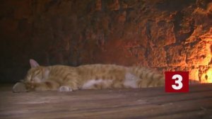 Международному дню котика посвящается!