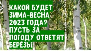 Какой будет погода зимой-весной 2023 года? За прогноз погоды на зиму 2023 года пусть ответят берёзы