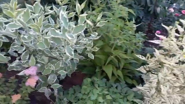 Сад непрерывного цветения из многолетников миф или реальность?  Сад малого ухода в саду.
