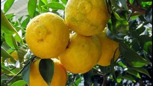 Yuzu Fruit & its health Benefits