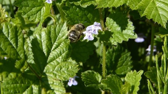 Anthophora (Anthophora) plumipes ♀ (Apidae-Hymenoptera) butine Glechoma hederacea смотреть онлайн