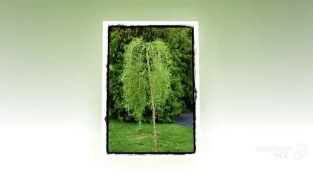 Caragana - garden plants смотреть онлайн