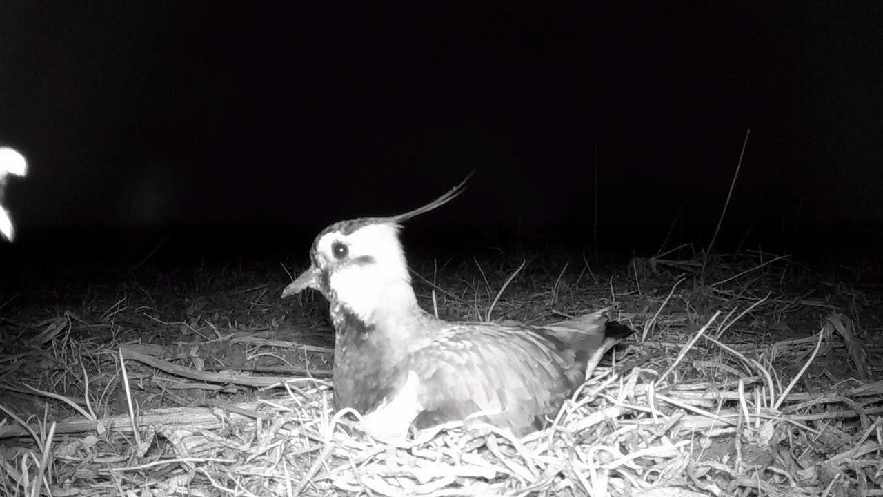 Чибис ночью в гнездовой период / Northern Lapwing at night смотреть онлайн