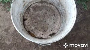 Как поймать медведку. Первомай 2023. Вода - враг медведки.