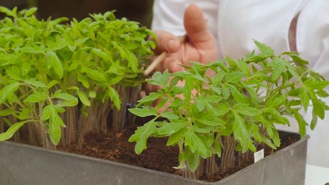 Как установить арочную теплицу? смотреть онлайн