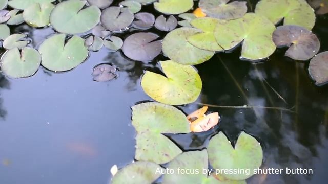 Nikon D7100 test footage and sample picture смотреть онлайн