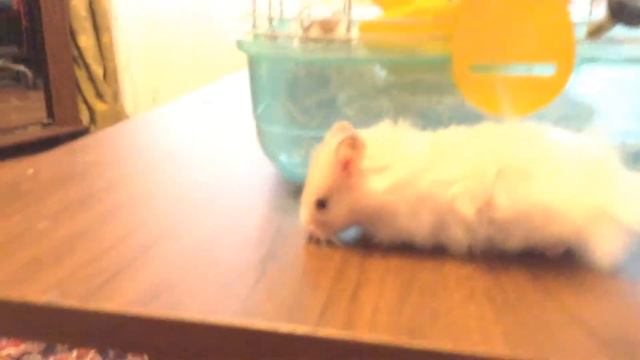 Любимые видео Снежка: (6 видео подряд) смотреть онлайн