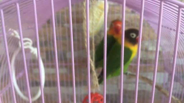 Неразлучник про кашу для попугаев смотреть онлайн