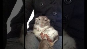 Правила которые должны знать все, перед тем как брать своих шиншилл на руки