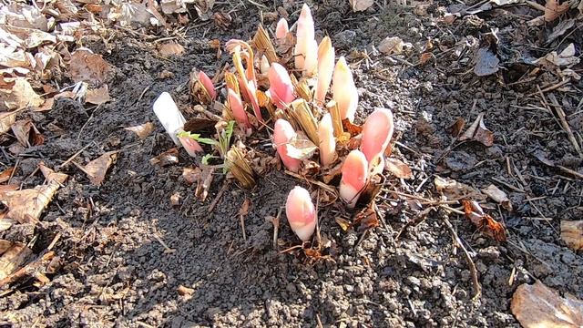 ПИОНЫ. Важный весенний уход и подкормка пионов для пышного цветения!