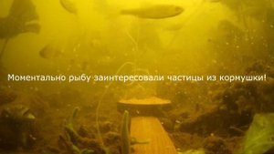 САМАЯ БЕЗУМНАЯ ПРИКОРМКА И ЭТО РАБОТАЕТ! ВИДЕО С РЫБАЛКИ, подводная съемка и реакция рыбы!
