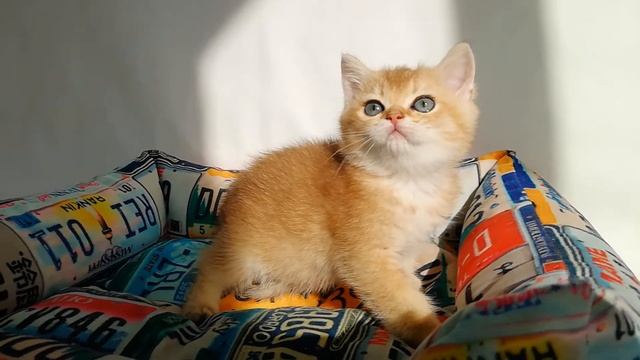 Британская кошечка окраса золотистая шиншилла, возраст 2,5 мес. Есть мальчики. 89267631011