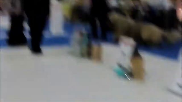 Монопородка КО СПб 04 11 2017 Бегунов И кобели юниоры смотреть онлайн