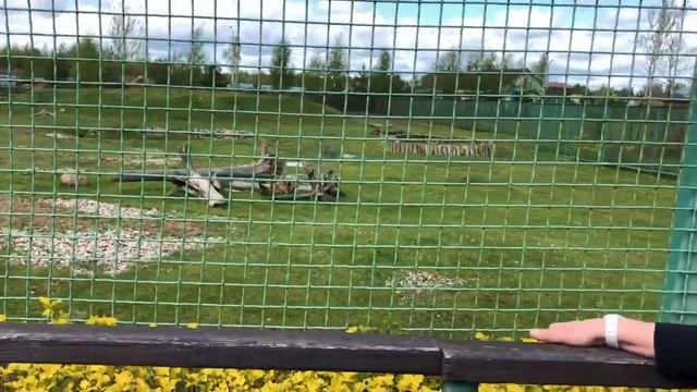 Удивительные жители пустынь смотреть онлайн