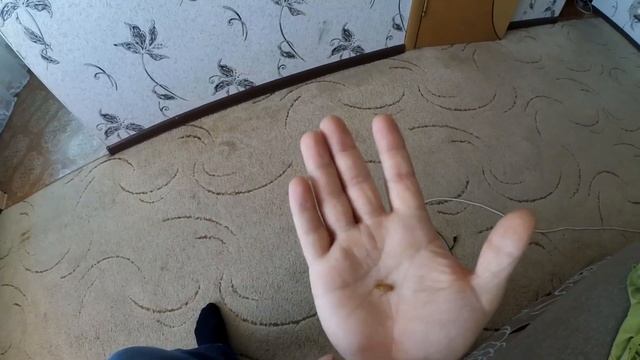 Сколько дней проживет таракан без головы на самом деле ? Проверка мифа смотреть онлайн