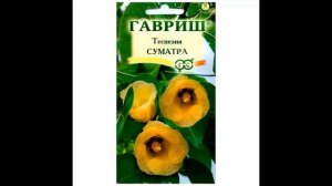 Комнатные растения из семян 2