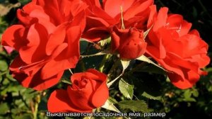 Роза Хоуп фо Хьюманити (Hope for Humanity) — описание сорта