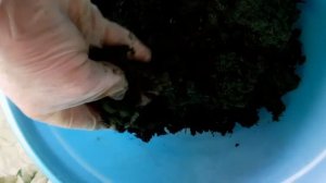 Как приготовить сок чистотела.