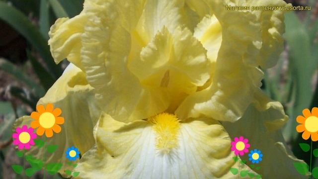 Ирис германский Баттеред попкорн. Краткий обзор, описание iris germanica Buttered Popcorn смотреть онлайн