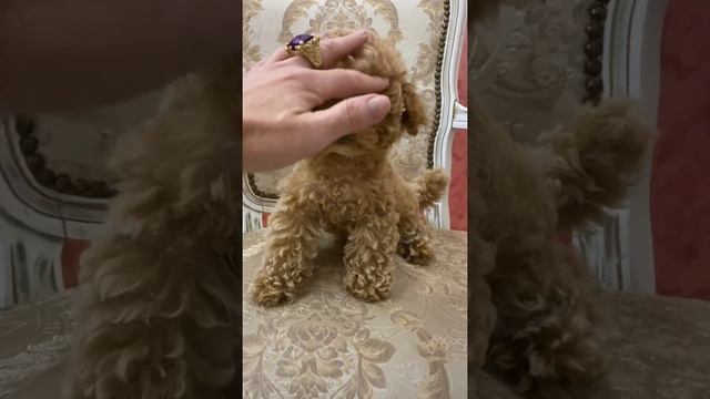 Teacup teddy poodle Тэдди пудель , плюшевые мишки щенки ,