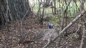 Кошка байкер. Посадили кошку на мотоцикл