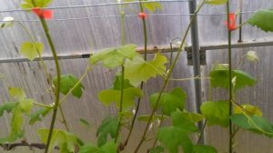 Небольшое видео про подвязку винограда в теплице 29 мая 2020 г.