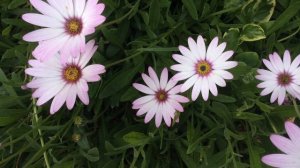 Arctotis hybrid Safari Mist Cluster In Garden #arctotis #safarimist #daisy #gardening