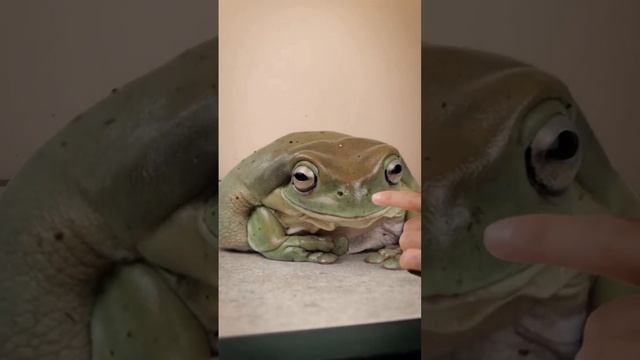 гигантская жаба смотреть онлайн