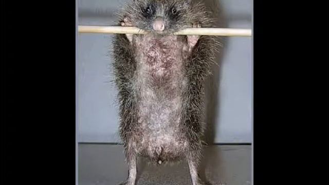 Ежик спать не может.avi смотреть онлайн