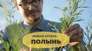 Полынь // Живая аптека //