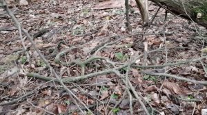 Коряга для аквариума