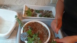 СУККУЛЕНТЫ. Пересадка в Лечузу Пон. Отказалась от групповой посадки