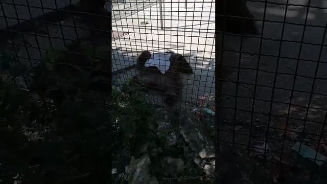 Орангутан Дана веселит публику! Тайган смотреть онлайн