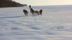 4 Немецкие Овчарки в упряжке саней!