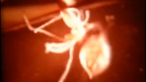 Гидра пресноводная