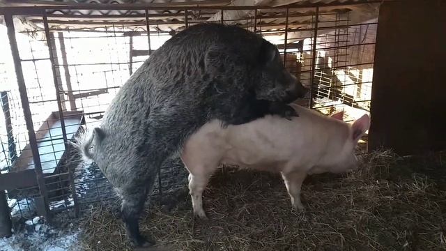 СВИНЬЯ В ОХОТЕ КРОЕТСЯ ДИКИМ КАБАНОМ. ЖИЗНЬ В ДЕРЕВНЕ