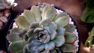 echeveria pulidonis, cuidados básicos. #garden #plantas #jardin #echeveria #flowers #flores #mexico