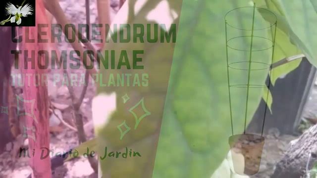 CLERODENDRUM THOMSONIAE, corazón herido, cultivarlo para adornar el jardín,Mi diario de jardin смотреть онлайн