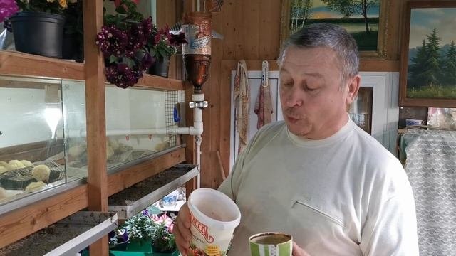 [Перепела] Перепелам 3 дня от вывода.