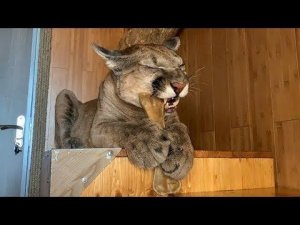 У пумы Месси режутся зубы. Puma Messi has teething.