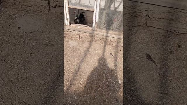 Брама Светлая, Чёрная, Палевая, Тёмная, Полосатая, Куропатчатая, Изабель. смотреть онлайн