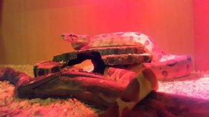 Змеи дома / питон и удав в spa салоне