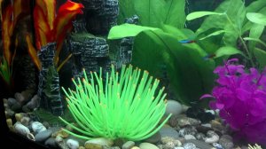 Аквариум заработал!